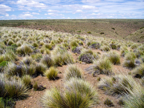 Campo En Venta En Alicura