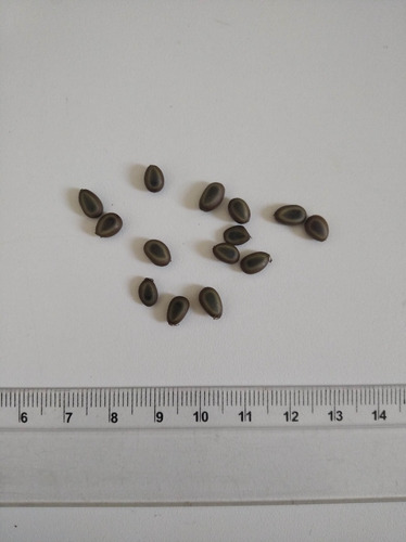 20 Sementes De Arapiraca (piptadenia Piteolobim)