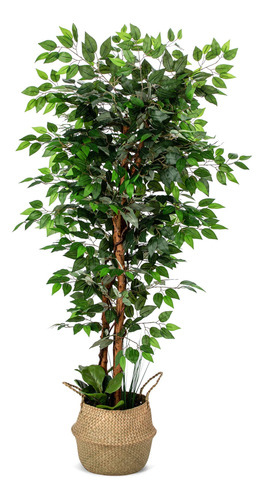 Rbol De Ficus Artificial, 72 Pulgadas De Alto, Planta De Sue
