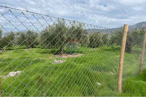 Parcela De Olivos, San Felipe