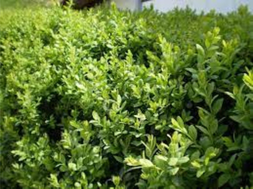 Imagen 1 de 9 de Buxus Arbusto - Hermoso - E.gratis Caba Y Gba