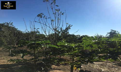 Imagem 13 de 30 de Excelente Chácara À Venda Em Boituva - Ch00079 - 34078339