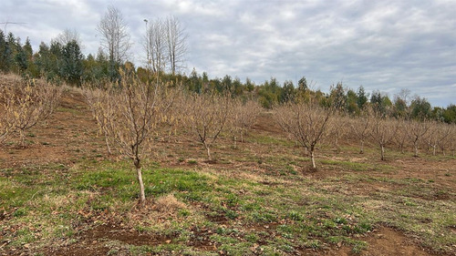 Agrícola En Venta En Gorbea