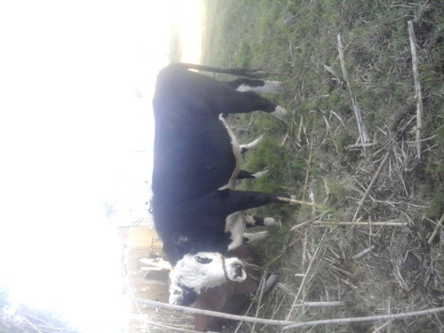 Vendo Vaca Preñada Con Ternera 