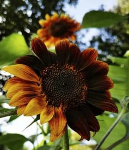 300 Semillas De Girasol Dos Colores