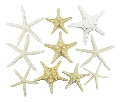 Nosotros. Cáscara, Inc. Mezcla De Estrellas De Mar