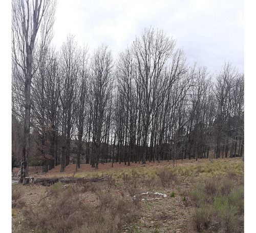 Campo De 3 Y 4 Hectáreas Con La Posibilidad De Construir Para Proyecto Turístico, Y Holístico, Hermosa Arboleda De Pinos Y Paisaje Extraordinario, Tranquilidad Y Naturaleza, Estanques Naturales
