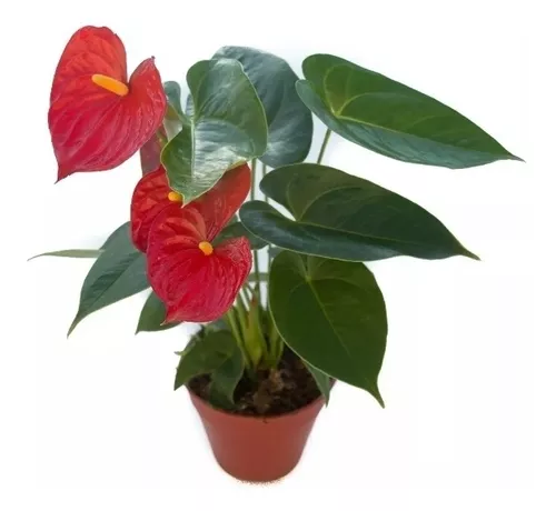 Planta De Interior Anthurium/ Cala Roja | MercadoLibre