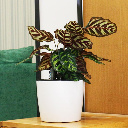 Macetas De Plástico Para Plantas Con Riego De Agua