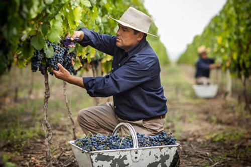 Vino Nicasia Vineyard Red Blend Cabernet Franc 750ml.