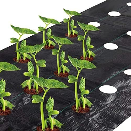 Tela Agfabric Weed Barrier Landscape De 4 X 6 Pies Con Plant
