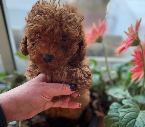 Caniche Rojo Pimentón Disponibles Hermosos