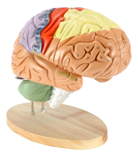 Dyna-living Modelo De Cerebro Humano Anatomía 2x