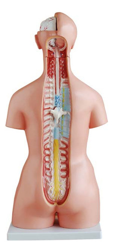 Torso De 85 Cm, Bissexual, Com Coluna Exposta, Em 24 Partes
