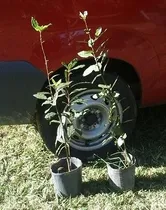 Comprar Plantas Orgánicas De Laurel Comestible