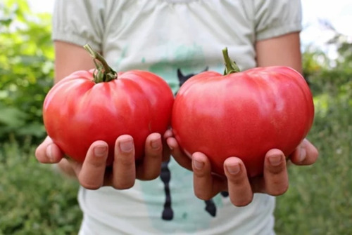 15 Semillas Tomate Gigante Brandywine Rojo Exotico Heirloom