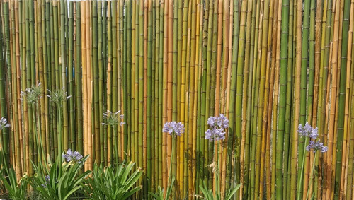 Cerco De Cañas 1,20 X 1 /jardín/ Balcón /bambú Verde