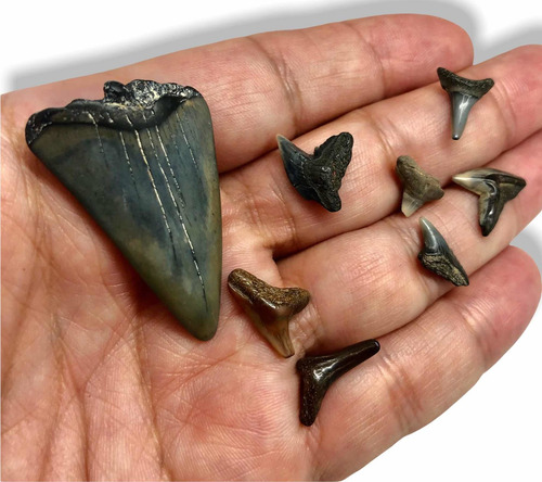 Diente Fósil Tiburon Mako + 7 Fosiles Dientes De Tiburones Gris Y Negro (Usado)