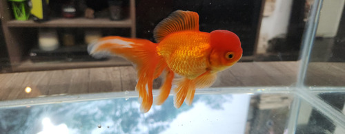 Pez Oranda Cabeza De Leon .2 Durazno Dorado
