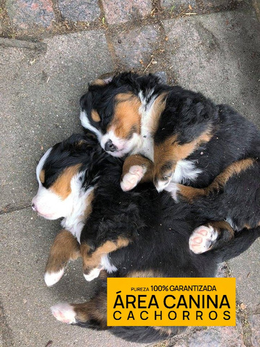 Boyero De Berna Cachorras Pureza Garan. Genetica 100% Pura