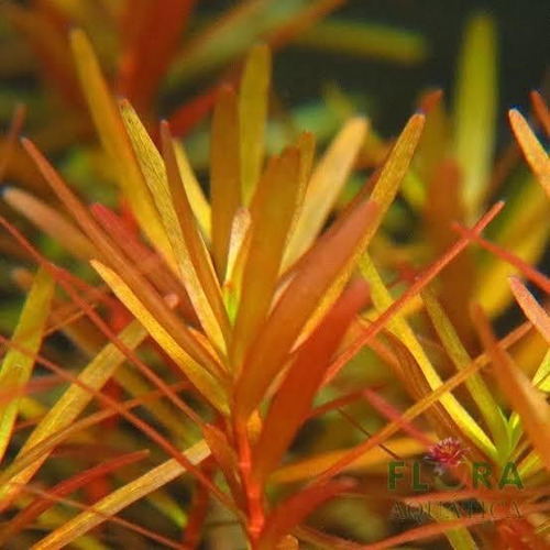 Rotala Gia Lai Acuaplant Plantas Para Acuario