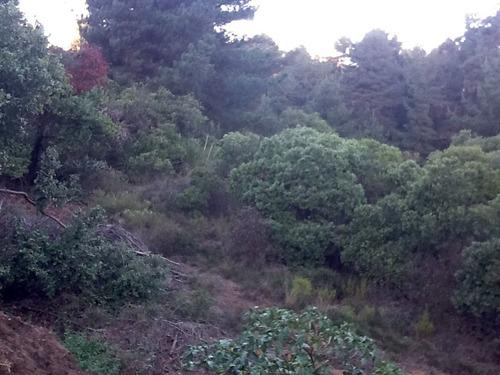 Sitio En Plan De Reñaca