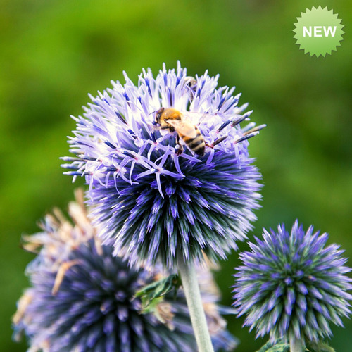 Semillas Cardo Azul (echinops Ritro)