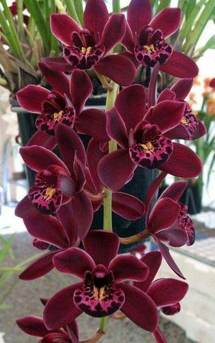 Orquidea Cymbidium Pontac Planta Joven