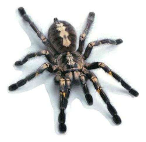 Funda Para Carrocería Black Spider Creative Personality Sti
