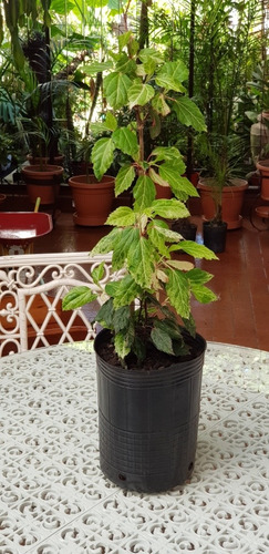 Rosa China Variegada -hibiscus- Exotica