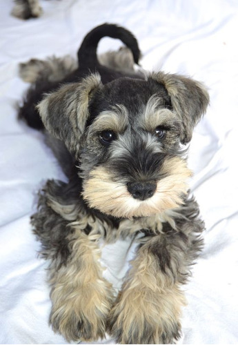 Cachorro Schnauzer Mini 09