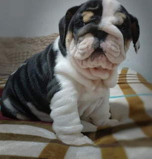 Bulldog Ingles Negro Con Blanco Mercadolibre Com Mx Bulldog Ingles Negro Con Blanco Mercadolibre Com Mx