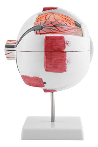 Olhos De Estudo: Modelo De Globo Ocular De Pvc Com Ampliação