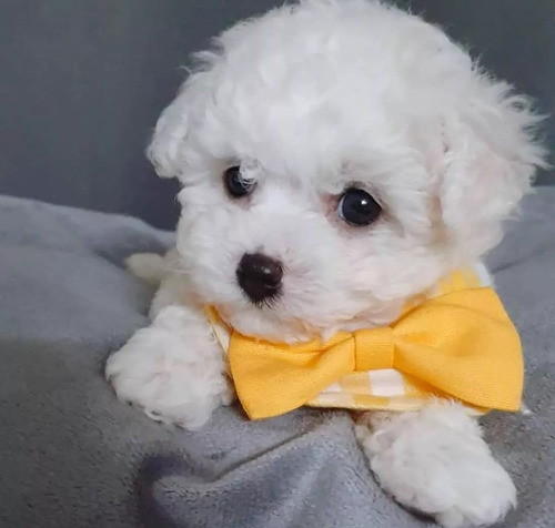 Cada Cachorro French Poodle Minitoy En140