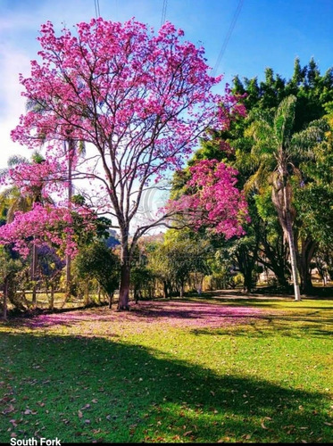 Imagem 3 de 29 de Chácara À Venda Em Batatuba - Ch035197
