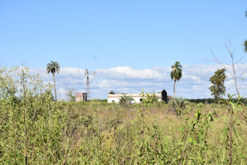 Imagen 8 de 12 de Campo De 50 Has En Zona De Osvaldo Magnasco