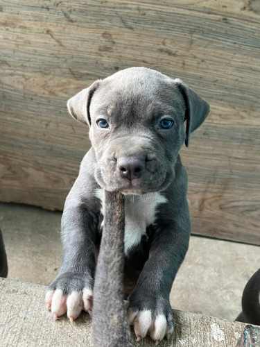 Pitbull Blue Cachorros Calidad Pura Gris