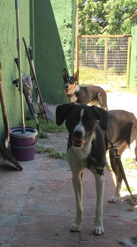 Imagen 7 de 10 de Hotel, Guardería Y Alojamiento De Perros