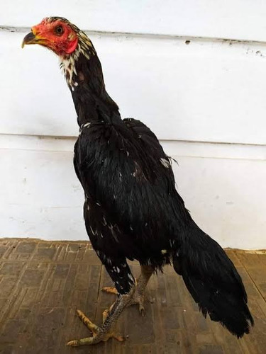 Índio Puro (ovos Galados)
