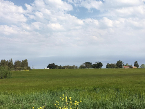 Venta Campo Agrícola-ganadero De 29 Hectáreas, Colonia