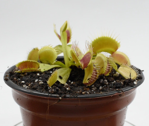 Imagen 2 de 5 de Planta Carnívora Venus Atrapamoscas Dionaea Muscipula Vp