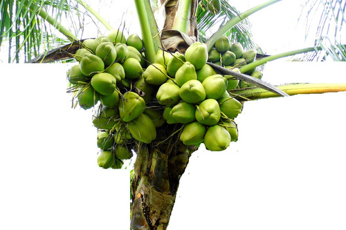 Palmeras De Coco, Enanas Y Criollas Resistentes A Enfermedad