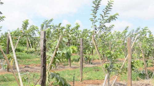 Sitio A Venda Macuco, Valinhos, Leao Imoveis - Si0008