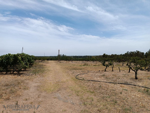 Imagen 5 de 5 de Chacra En Venta Sobre Ruta 5-melilla