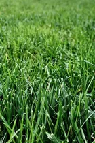 Comprar 10m² Césped Bermudas