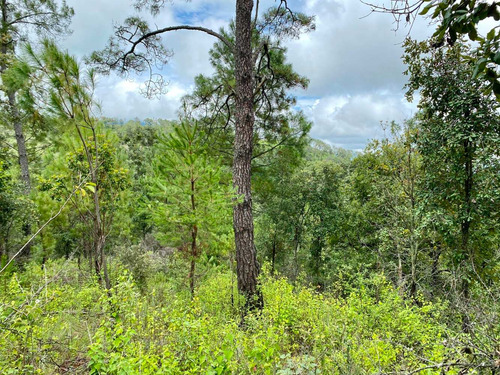 8 Hectáreas De Bosque, Cerca Del Nevado De Colima