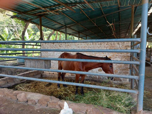 Imagen 28 de 29 de Finca Mixta + Manga De Coleo De 1 Ha En Guayabita En Turmero