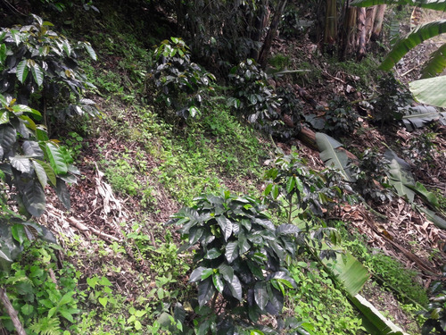 Se Vende Finca Cafetera En El Tolima
