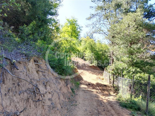 Terreno Rural Con Bosque Nativo 