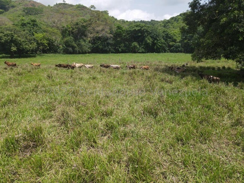 Imagen 14 de 30 de Finca En Venta San Felipe 1500 Ha, #23-14481